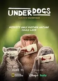 从废柴到英雄的惊险逆袭：《废柴英雄》如何激发你的潜能